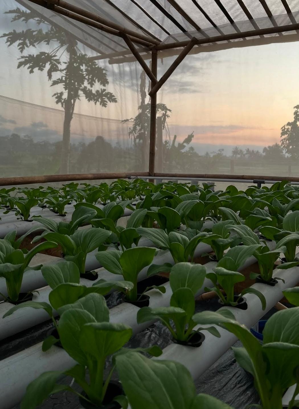 Greenhouse Modern