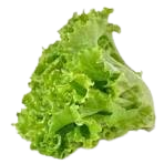 Green Lettuce